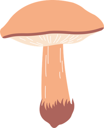 Champignon  Illustration