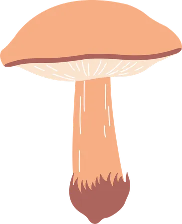 Champignon  Illustration