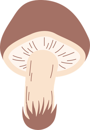 Champignon  Illustration