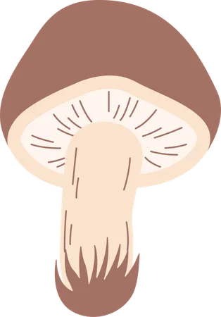 Champignon  Illustration