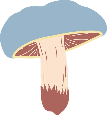 Champignon  Illustration