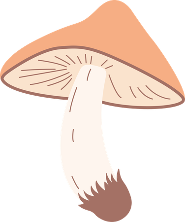 Champignon  Illustration