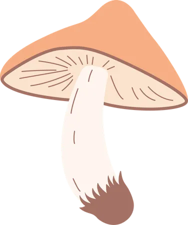 Champignon  Illustration