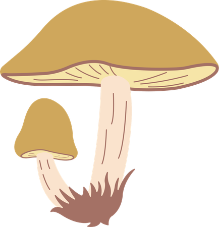 Champignon  Illustration