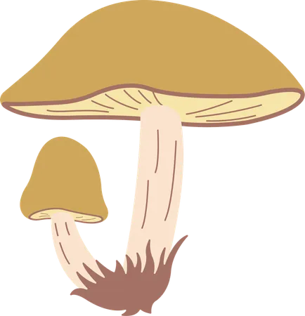 Champignon  Illustration