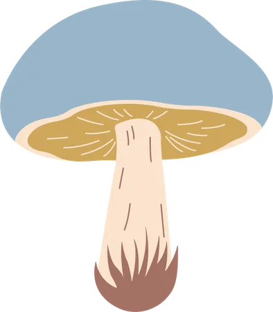 Champignon  Illustration