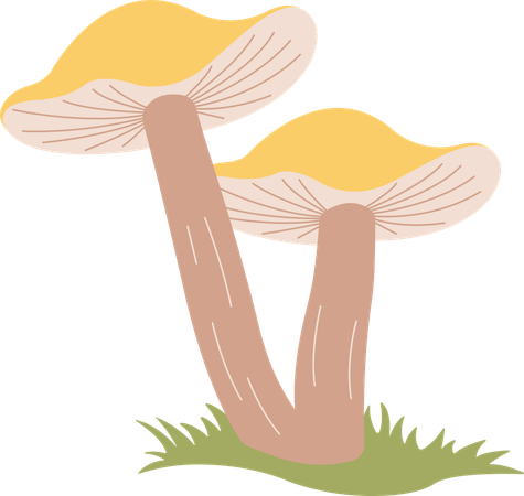 Champignon  Illustration