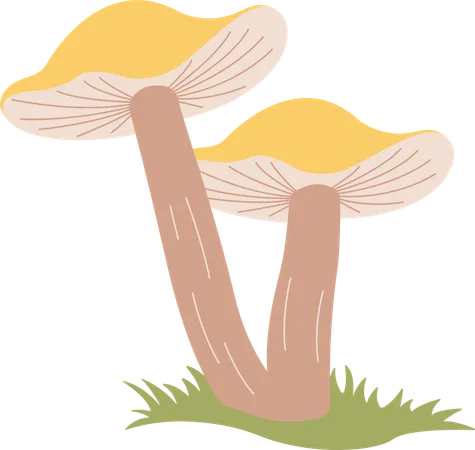 Champignon  Illustration