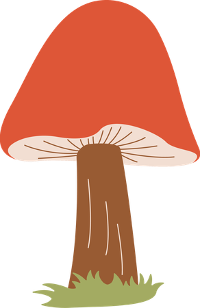 Champignon  Illustration