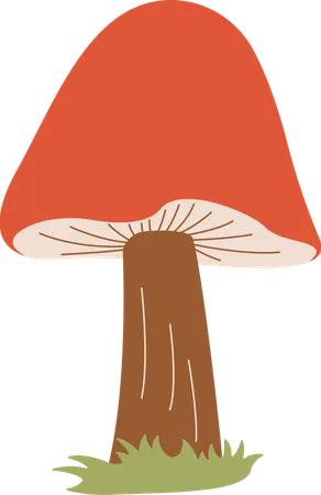 Champignon  Illustration