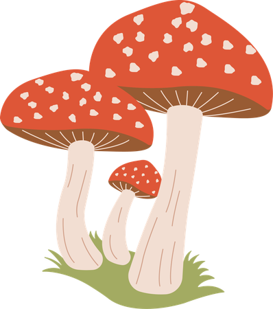 Champignon  Illustration