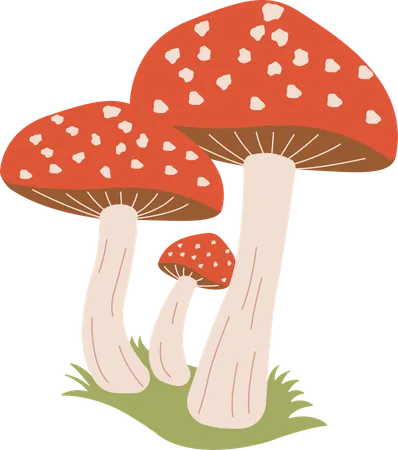 Champignon  Illustration