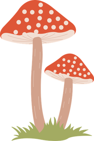 Champignon  Illustration