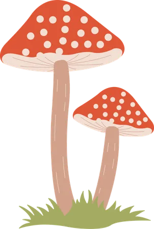 Champignon  Illustration