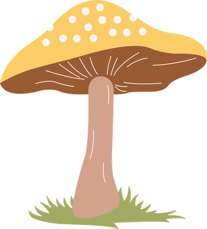 Champignon  Illustration