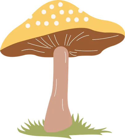 Champignon  Illustration