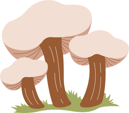 Champignon  Illustration