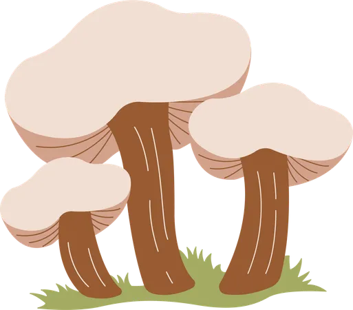 Champignon  Illustration