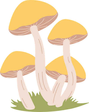 Champignon  Illustration