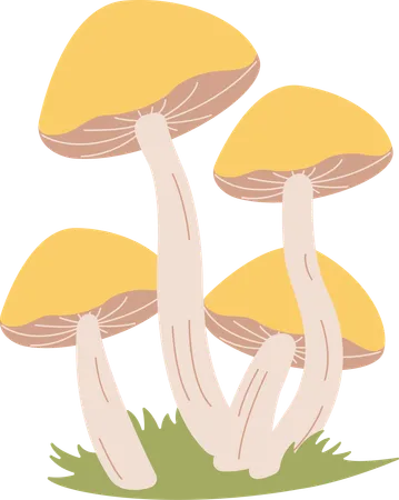 Champignon  Illustration