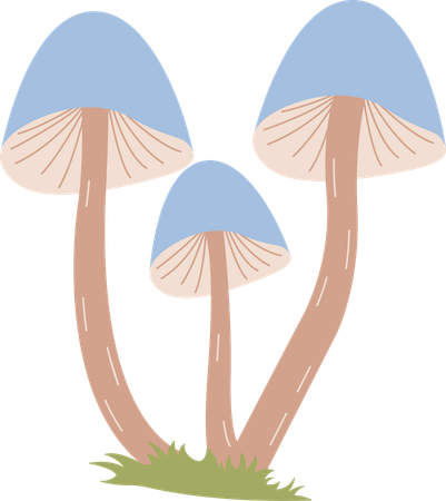 Champignon  Illustration