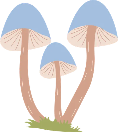 Champignon  Illustration