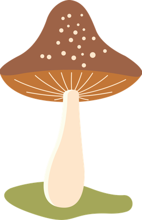 Polka aux champignons  Illustration