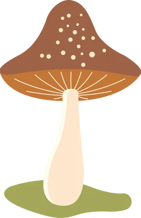 Polka aux champignons  Illustration