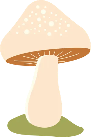 Polka aux champignons  Illustration