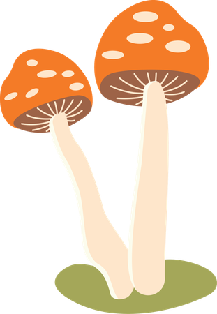 Polka aux champignons  Illustration