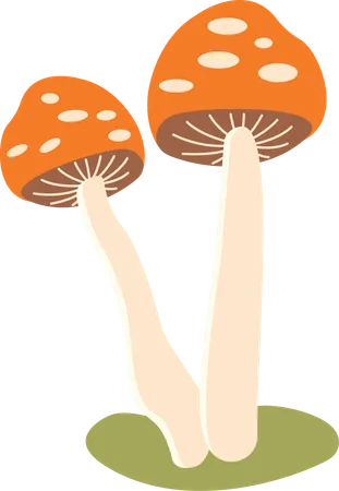 Polka aux champignons  Illustration