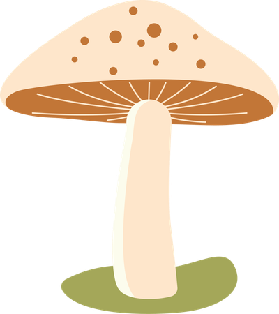 Polka aux champignons  Illustration