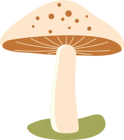 Polka aux champignons  Illustration