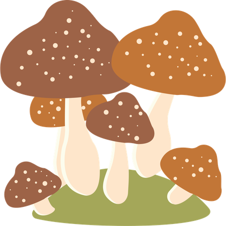 Polka aux champignons  Illustration