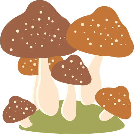 Polka aux champignons  Illustration