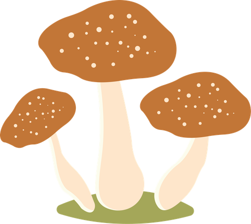 Polka aux champignons  Illustration