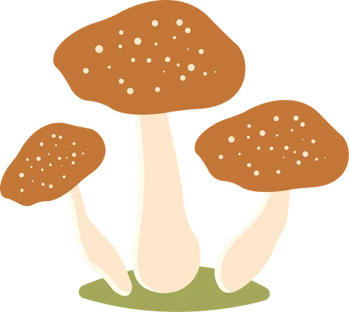 Polka aux champignons  Illustration