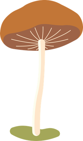 Polka aux champignons  Illustration