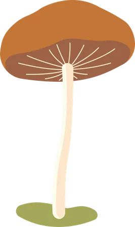 Polka aux champignons  Illustration