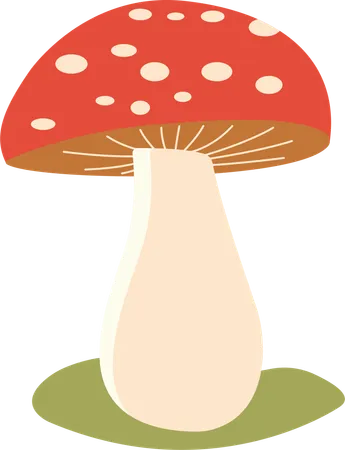 Polka aux champignons  Illustration