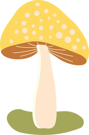 Polka aux champignons  Illustration