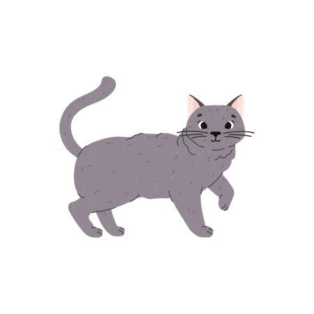 Chat mignon et drôle de race british shorthair  Illustration