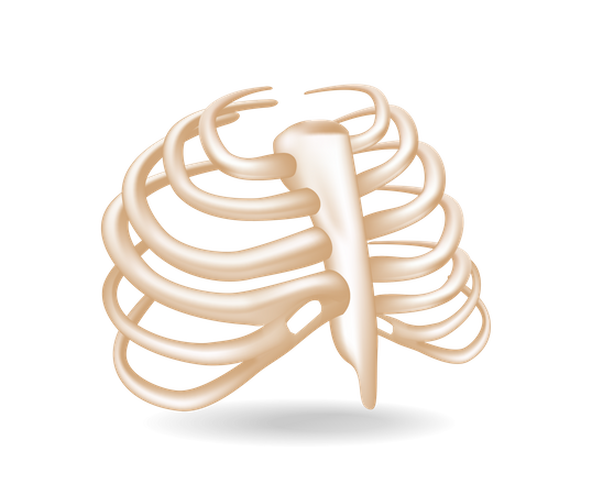 Chest bones  Illustration