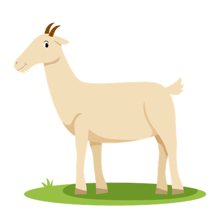 Chèvre  Illustration