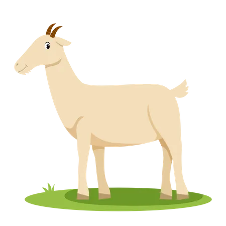 Chèvre  Illustration