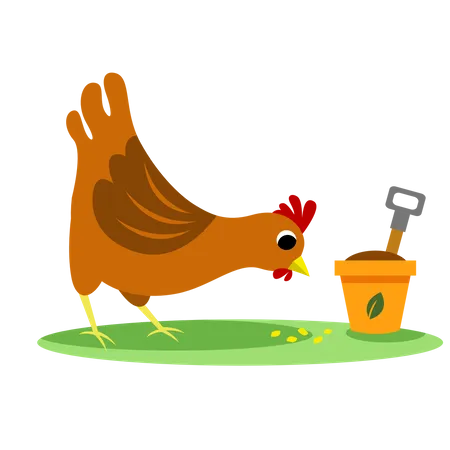 Chicken  Illustration