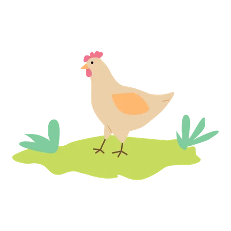 Chicken in the farm Illustration