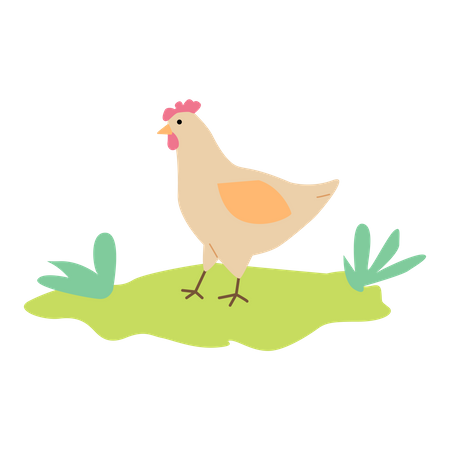 Chicken in the farm  Illustration