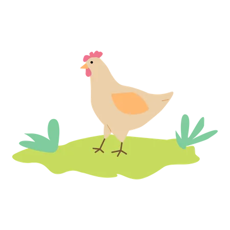 Chicken in the farm  Illustration