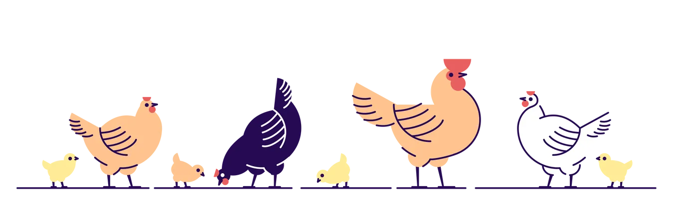 Chickens Flat Vector Illustration Multicolor Chicks Hens And And Rooster Cartoon Isolated Design Elements With Outline Chicken Meat Production Bird Breeding Poultry Farm Animal Husbandry イラスト